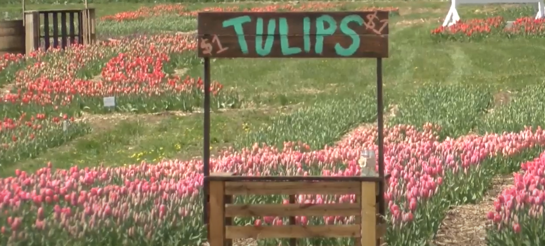 tulip festival illinois
