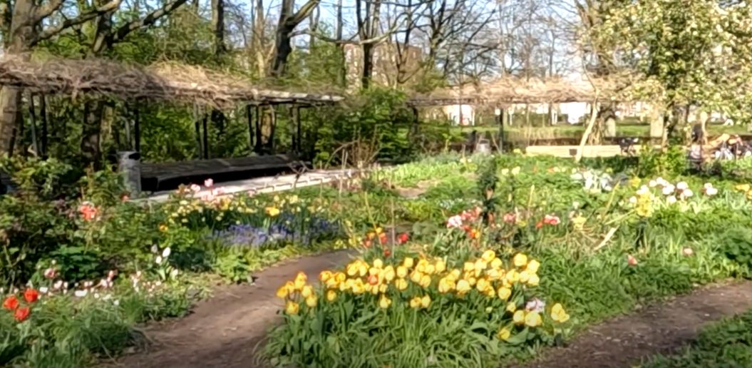 amsterdam tulips festival